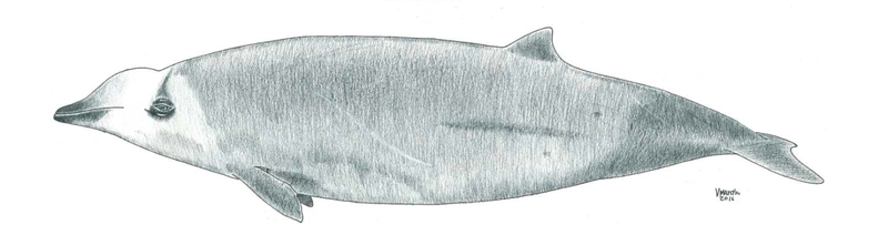 Drawing showing the newly discovered color patterns. (Drawing by Vidal Martin/SECAC)